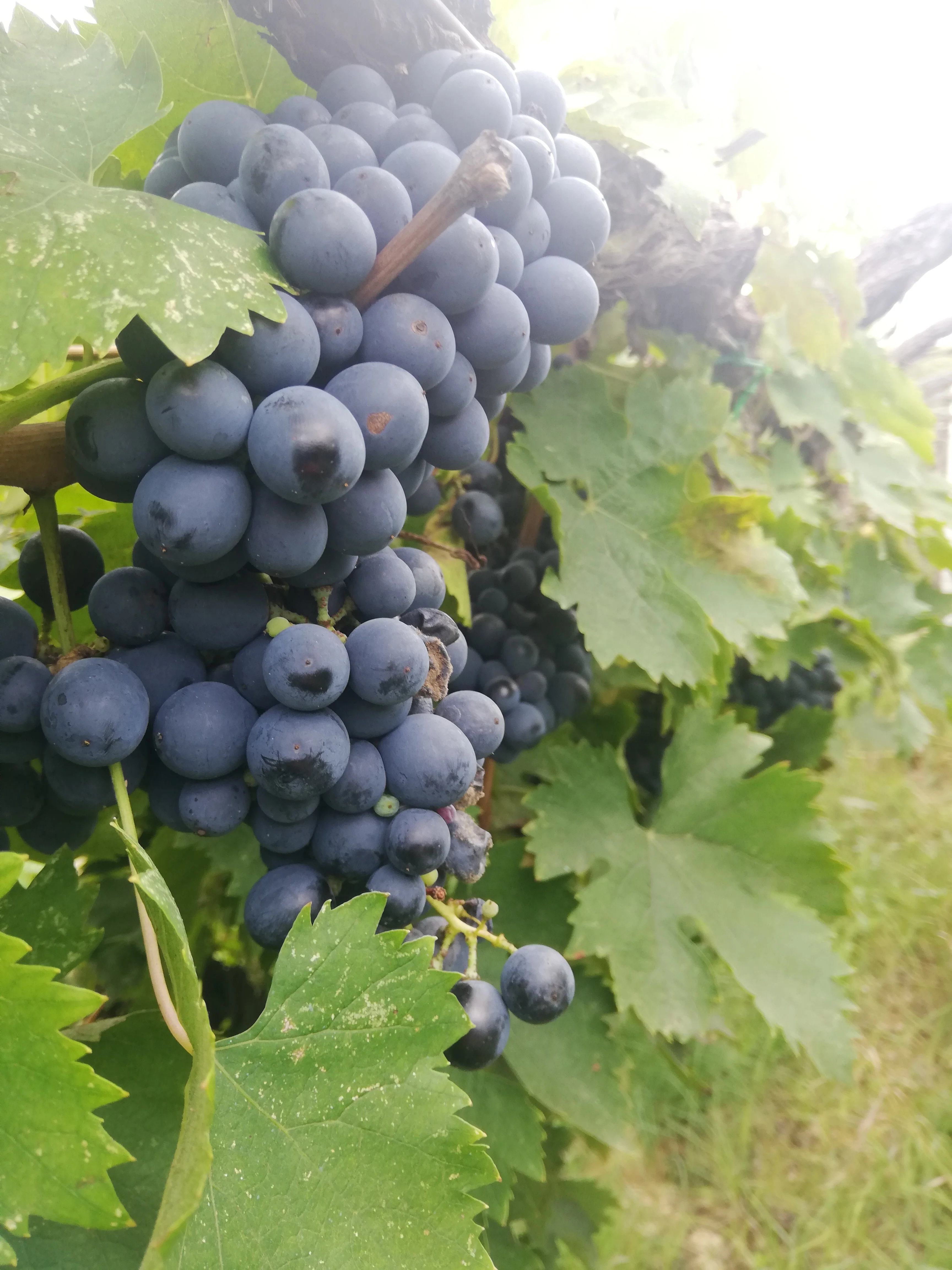Высококачественный био натуральный виноград 25cl Montepulciano doc красный сок для оптовой продажи