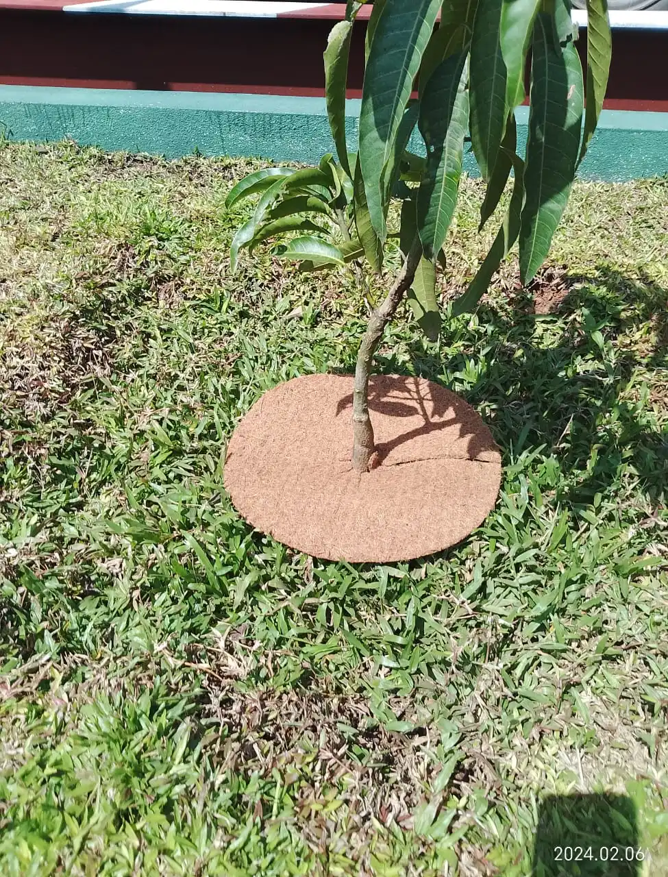 Natural Coir Disc