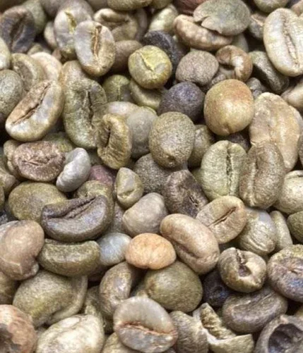 High quality Robusta green coffee beans