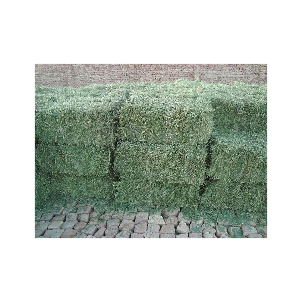 Buy High Quality Timothy Hay Bales, Alfalfa Hay In Cheap Price