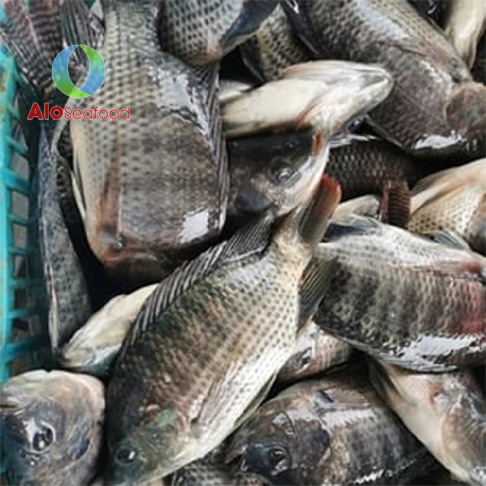 Wholesale Price Vietnam Tilapia Fish Delicious Fresh Frozen Black Tilapia