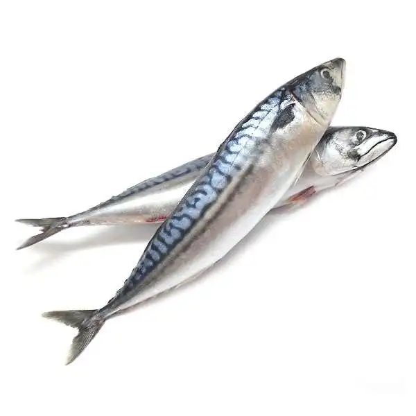 Wholesale Fresh Frozen Muro Aji Bonito Horse Mackerel Good Quality Whole Canned Dried Fish Pattern Bulk Water Fat China