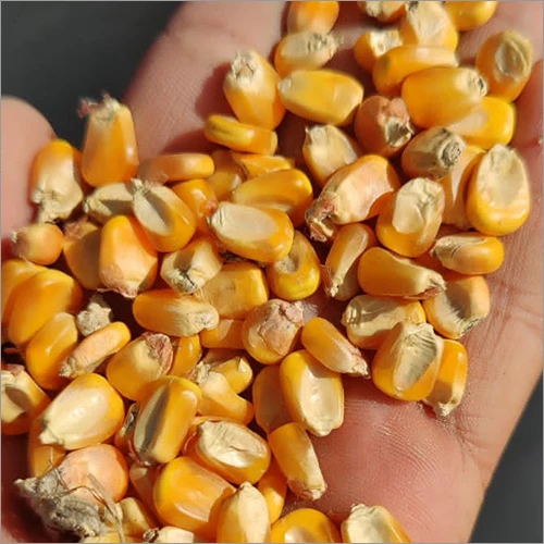 yellow maize3.jpg