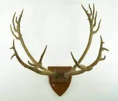 Natural Red Deer Antlers Up For Sale