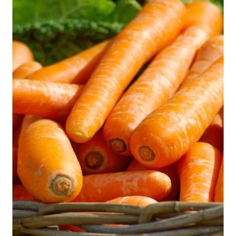 Самая низкая цена на экспорт моркови nantus verity для индийской
