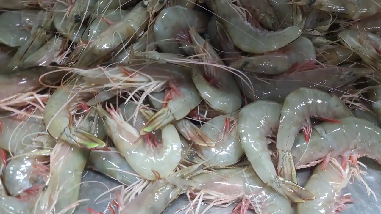FROZEN HEAD ON SEA WHITE SHRIMPS G-I (PENAEUS INDICUS)