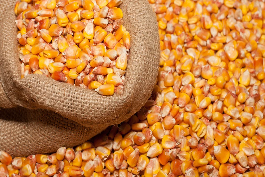 Yellow Corn/Maize for Animal Feed / YELLOW CORN FOR POULTRY FEED