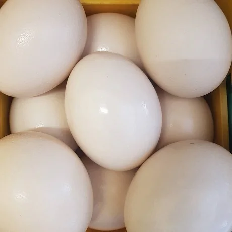 Качественные свежие белые и коричневые яйца для стола, страусиные яйца и другие птицы