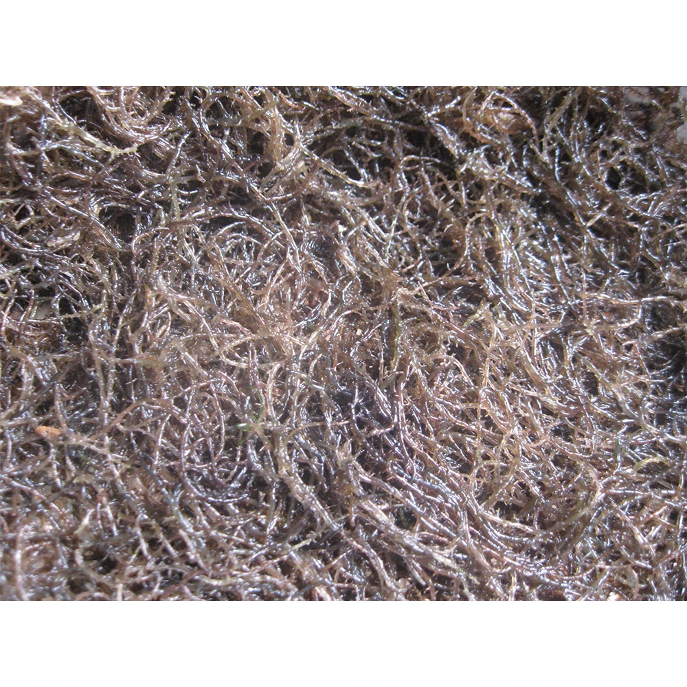 Wholesale Dried Gracilaria Seaweed - High Export Standard With Competitive Price Made In Vietnam