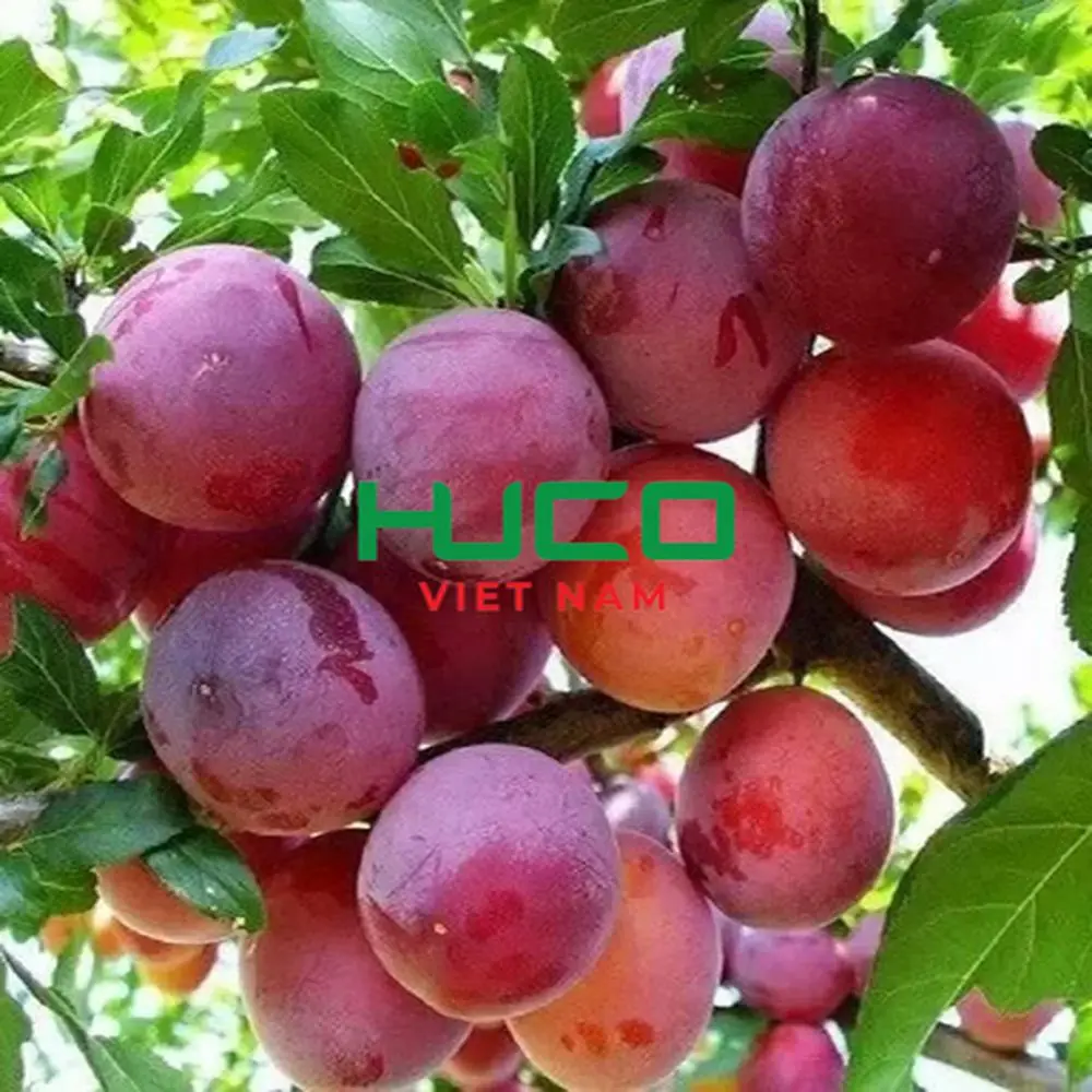 Fresh Juicy Red Plums Tasty Delicious High Quality Sweet Plum Premium Grade 100% Natural