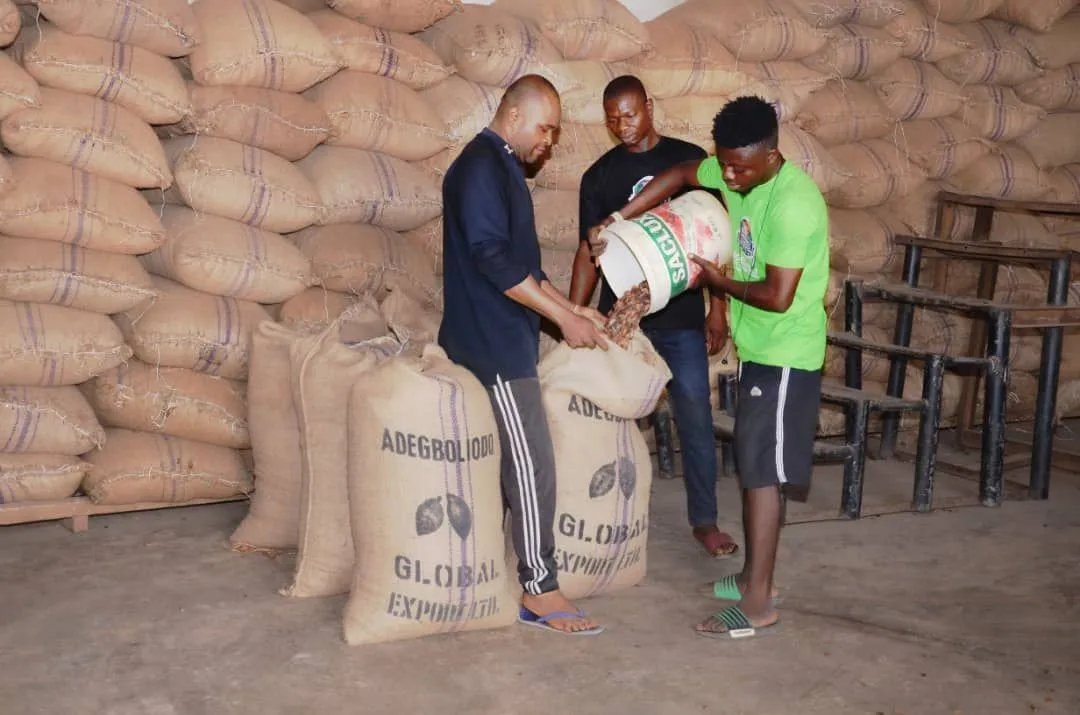 We are Suppliers of Natural Raw Cocoa Beans, High Quality Available