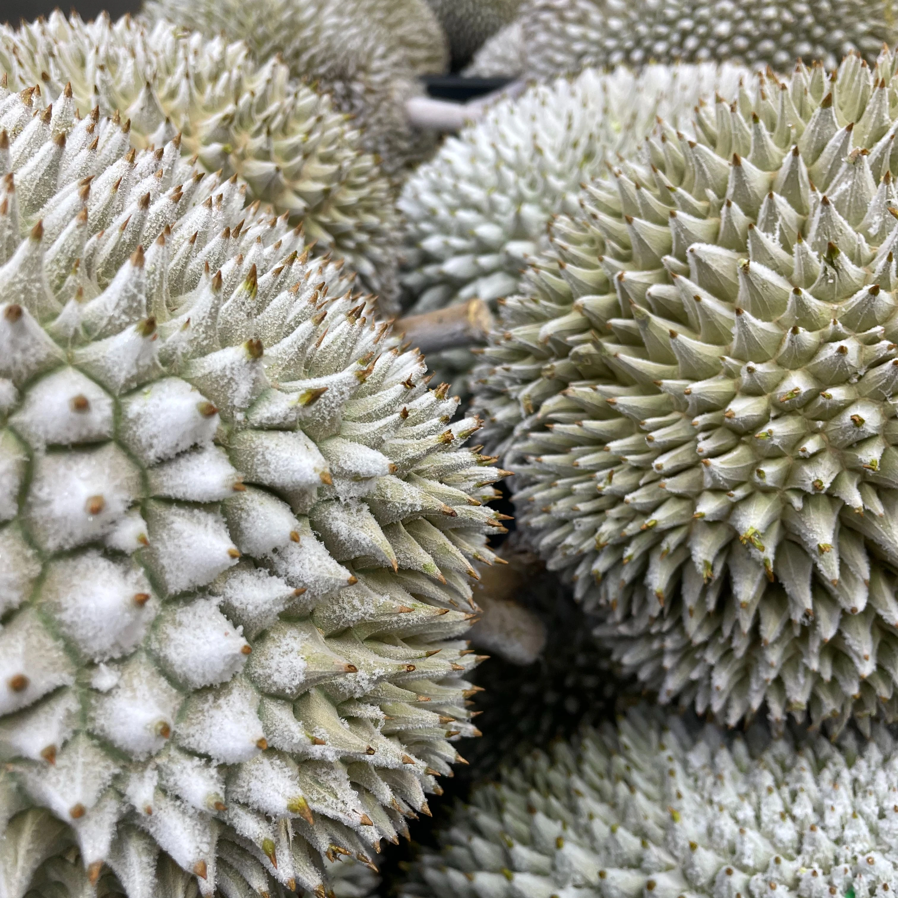 Best Fresh Durian Smelly Fruit Tropical Fruit Malaysian Thorny D197 Durian Pulp Tray Green Fruit