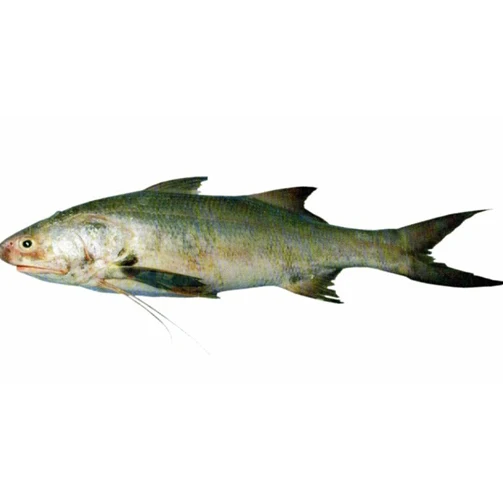 High Quality Atlantic Salmon Fish Fresh Dried Whole Fillet Salt Preserved Head Top Selling Healthy Frozen Fish Wholesale Price