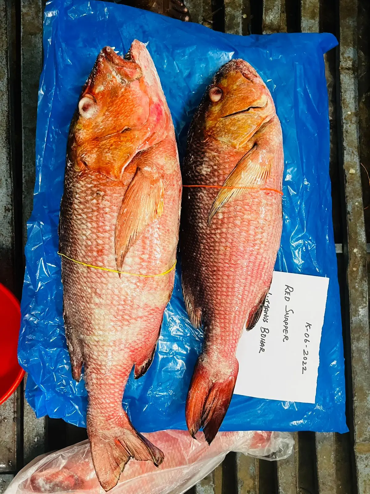 FROZEN RED SNAPPER FISH WHOLE
