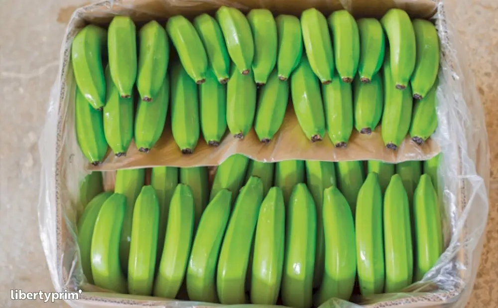 Натуральный Кавендиш, банан, экспортируемый класс 1 | Вьетнамский банан