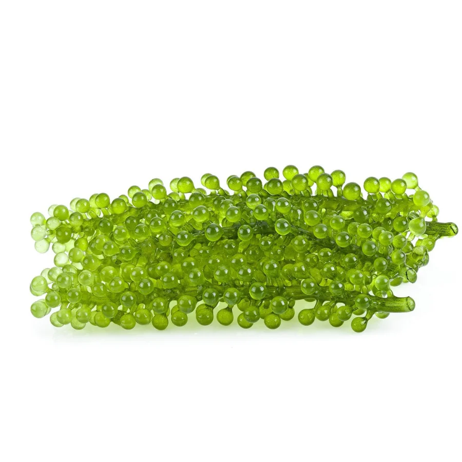 Sea Grape Caulerpa Lentillifera: A Superfood from the Sea That Can Transform Your Health