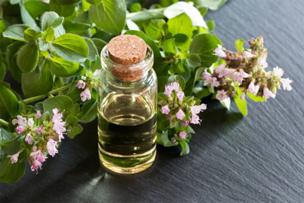 Oregano Oil 100% Pure and Natural for Food Cosmetic and Pharma Grade Impeccable Quality at the Best Prices