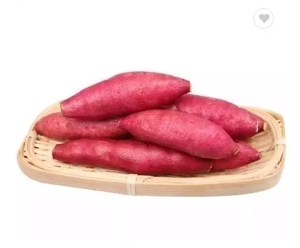 Best seller Japanese sweet potato for Exporting