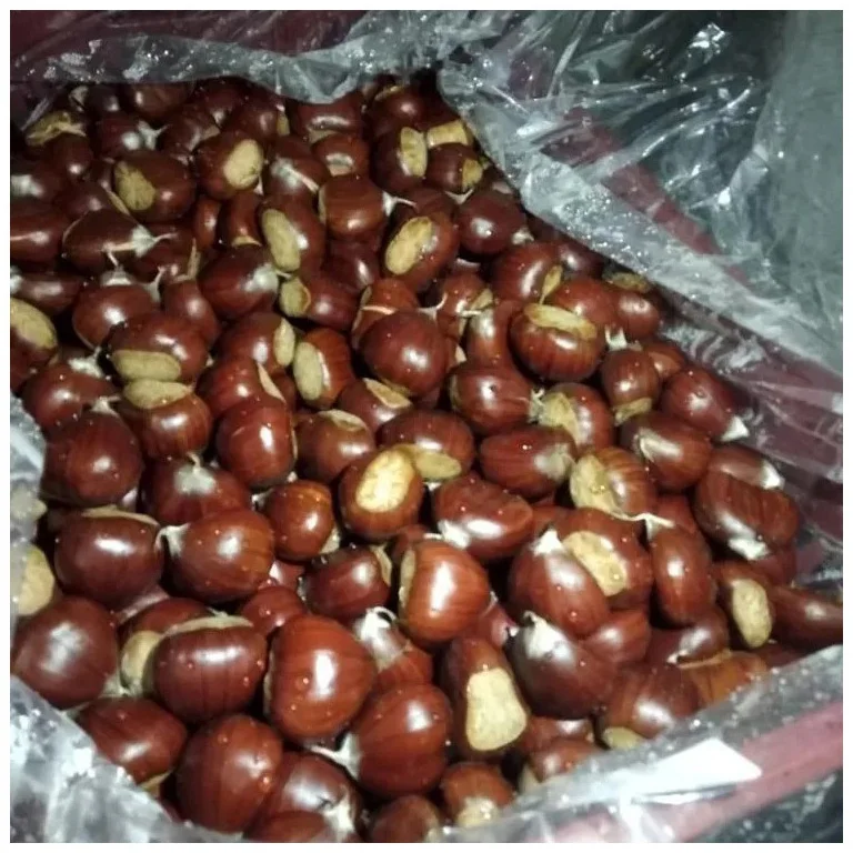 Chestnut Kennel Raw Fresh Chestnuts Organic Fresh Chest Nuts Peeled Roasted Kernels Low Price Quality premium Fresh Chestnuts