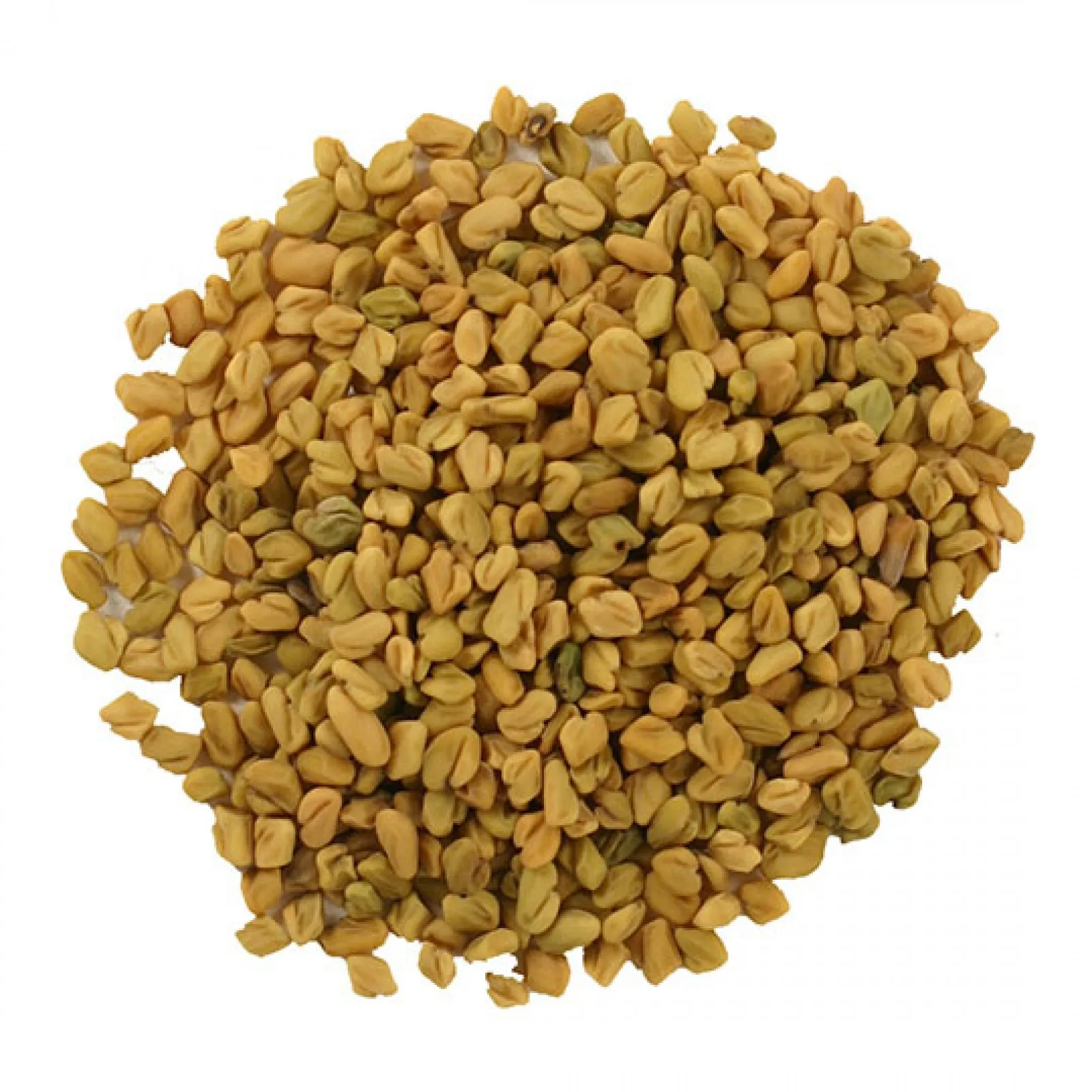 Quality Assured Organic & Natural Fenugreek Indian Grade Food Condiments Fenugreek Exporter From India