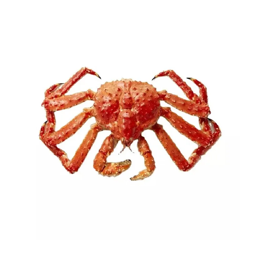 Fresh Frozen and Live Mud Crabs Red King Crabs Soft Shell