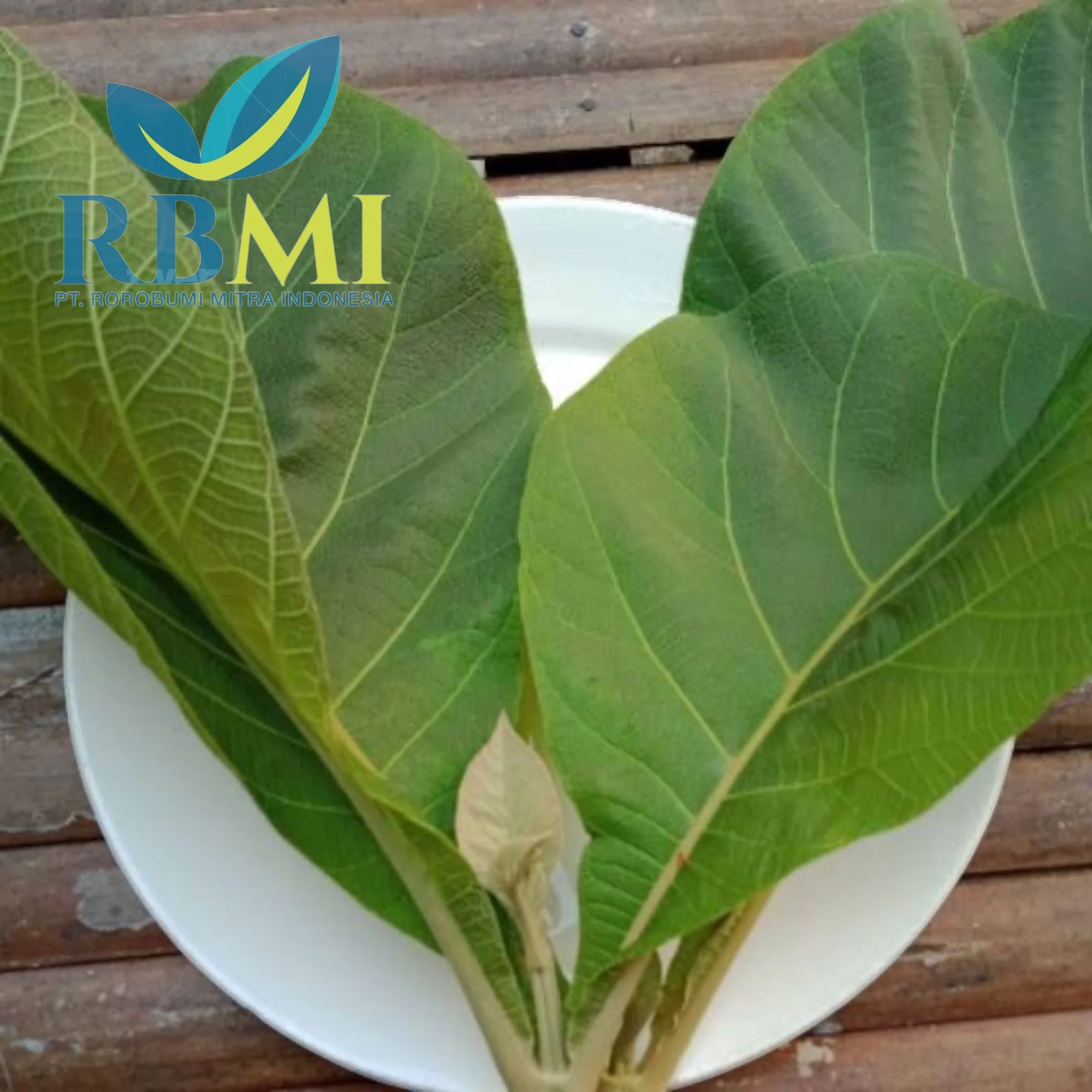 wholesale high quality teak leaf from indonesia