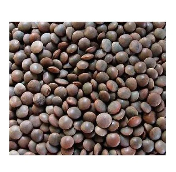 High Quality Organic Beluga Black Lentils Available For Sale At Low Price