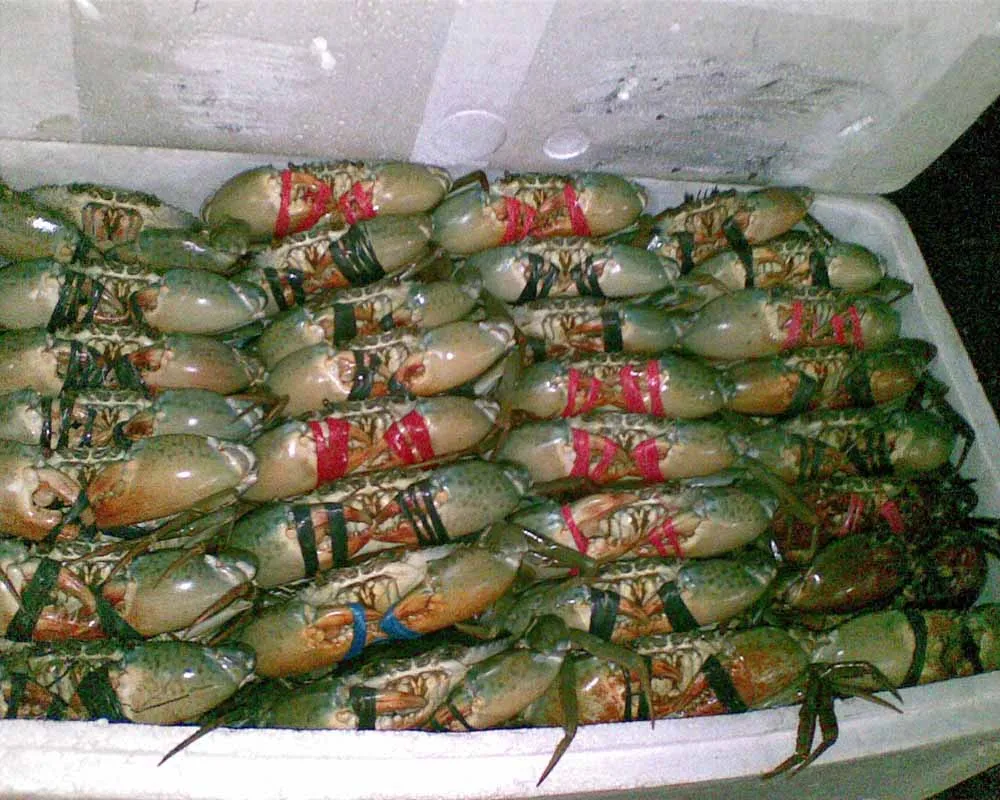 Frozen Live Fresh Mud Crab (Male And Female)