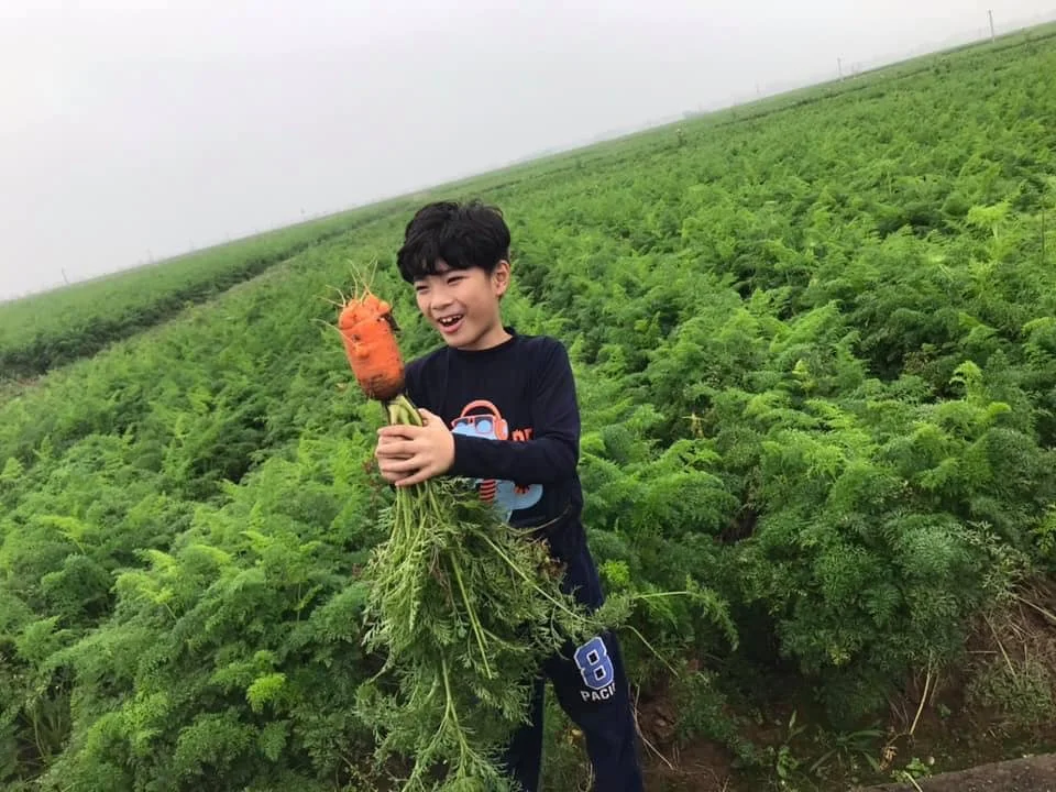 Экспорт свежих овощей, высококачественный оранжевый натуральный сладкий свежий Морковь из Вьетнама для экспорта