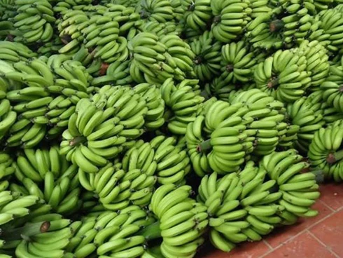 Свежий банан cavendish от компании по экспорту бананов с оригинальным во Вьетнаме-свежий зеленый органический банан-экспорт по всему миру оптом
