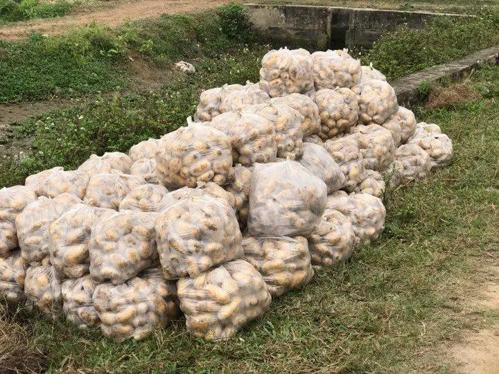 Grade 1 Fresh Potatoes 200gr up Packing in Bulk Good Price For Wholesale Made In Vietnam