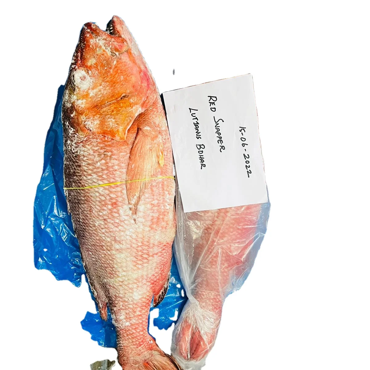 FROZEN RED SNAPPER FISH WHOLE