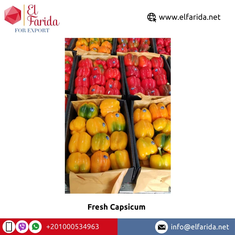 Superior Quality Best Selling 100% Natural Fresh Vegetable Colored Peppers/ Fresh Capsicum from Egypt Origin Supplier
