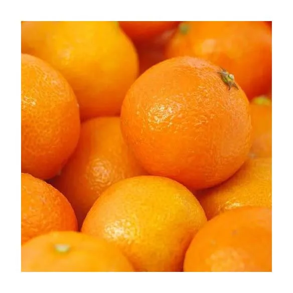 Fresh Navel Orange /Fresh Mandarin Orange/ oranges