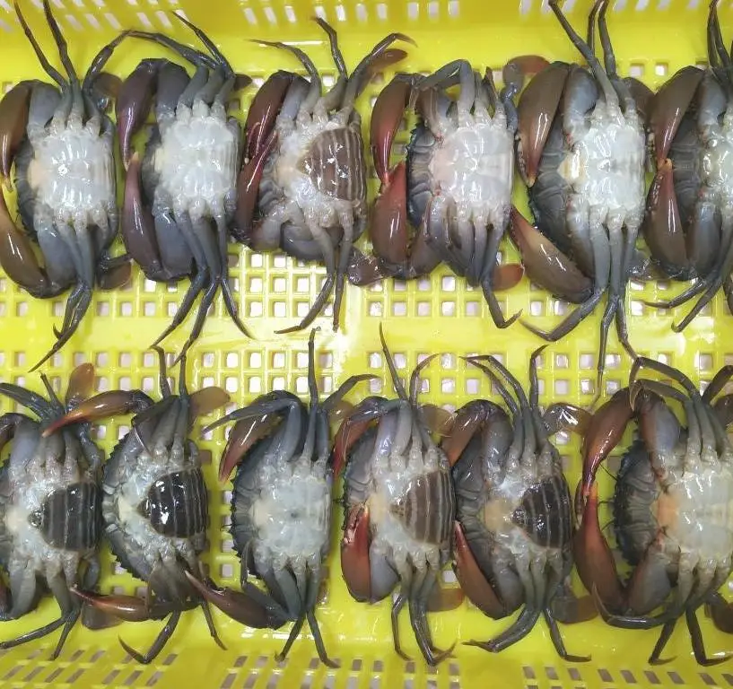 Замороженная мягкая оболочка-краб, полностью круглая, хорошего качества, индонезийского происхождения