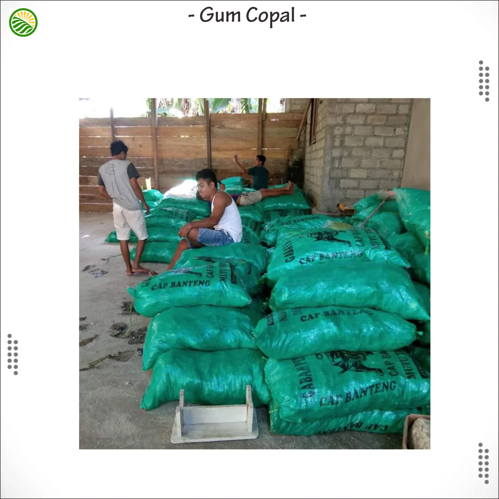 Gum Copal carried from Bacan Island Indonesia  Export Quality