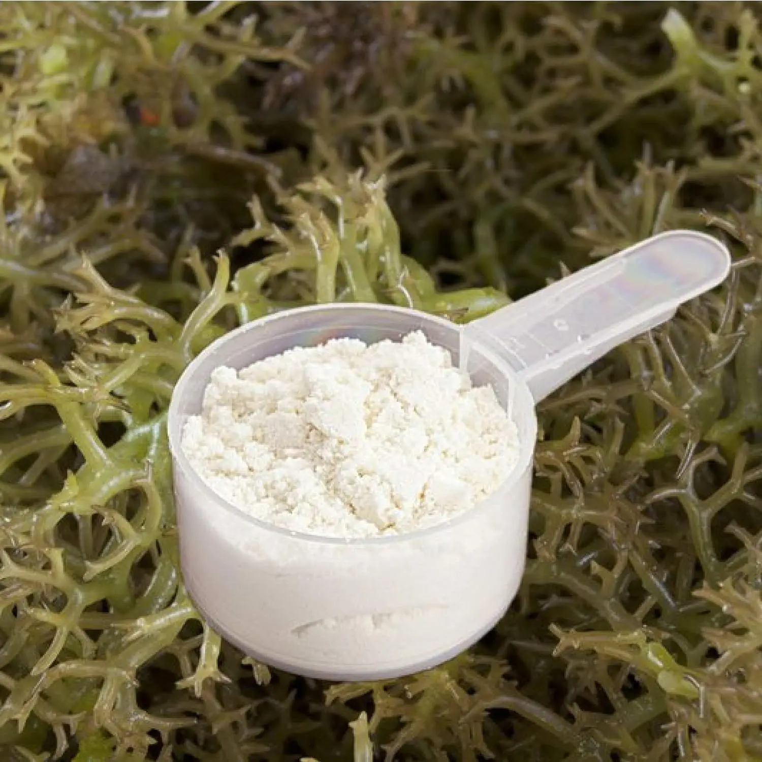 PREMIUM QUALITY FOOD-GRADE CARRAGEENAN POWDER from SEA MOSS  FOR THICKENING AND STABILIZING- IN VIETNAM