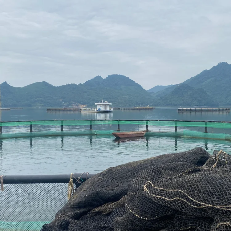 Hdpe Fish Cage Cheap Price Durable Aquatic Research Center Floating Round Cage Custom Designs Vietnam Manufacturer