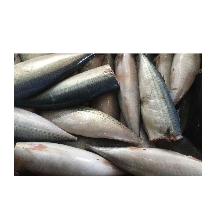 Wholesale Supplier of Frozen Mackerel Fish Fillet Norwegian - Buy Online Frozen Seafood Fish Bulk Quantity Ready for Export
