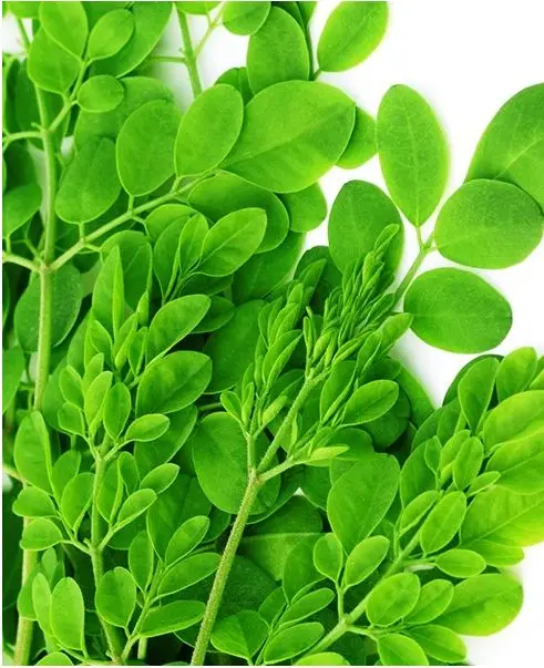 High Quality Herbals Tea 100% Natural Dried Moringa Leaves Originated from Vietnam with Low Price