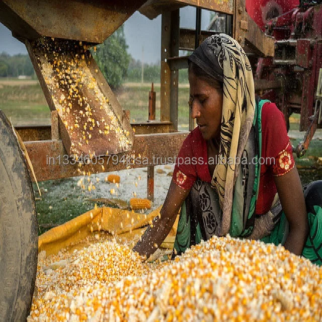 Yellow Corn Maize For Animal Feed | Pure Original Aged | Best Natural High Protein | A Quality Product by Organic Smile India