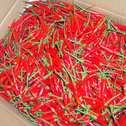 100% natural fresh chilli / Vietnam chilli