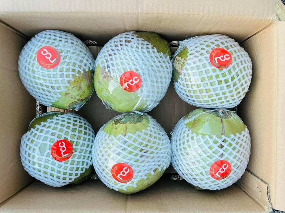 Competitive Price Tropical Fruit Big Size For Export Fresh Young Coconut Origin Vietnam
