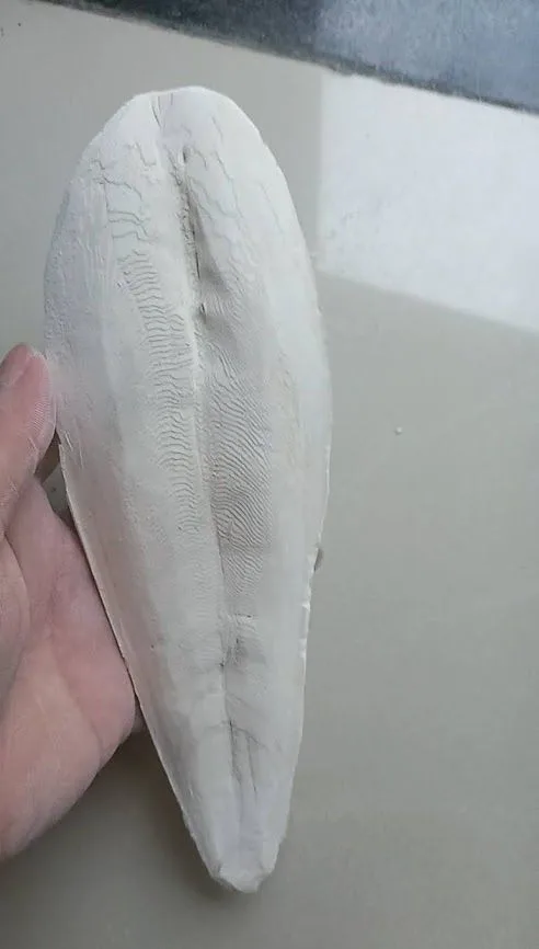100% Natural Trimmed Dried cuttle fish bone sun dry cuttlebone for sale squid bones Processed Unprocessed Squid bone