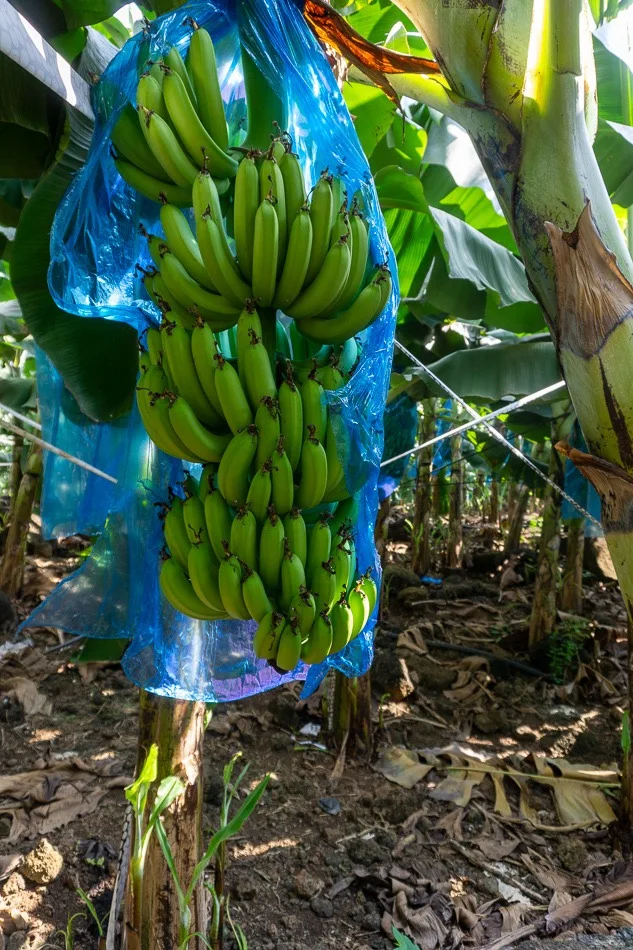 BANANAS from VIET NAM Yellow Green PREMIUM Tropical BANANA Style Cavendish Color Weight Origin Type Certificate Quality Variety