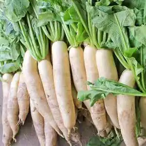 Chinese factory supply Fresh organic vegetables Radish White Green radish wholesale
