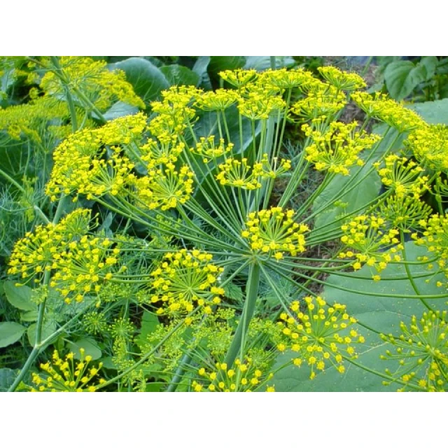 Best Selling Wholesale Anethum Graveolens Herbal Extract Powder Wild-Cultivated Leaf Pure Supplement at Best Price