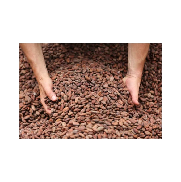 Sun Dried Raw Cocoa Beans | Cocoa Beans Suppliers | Manufacturers | Wholesalers