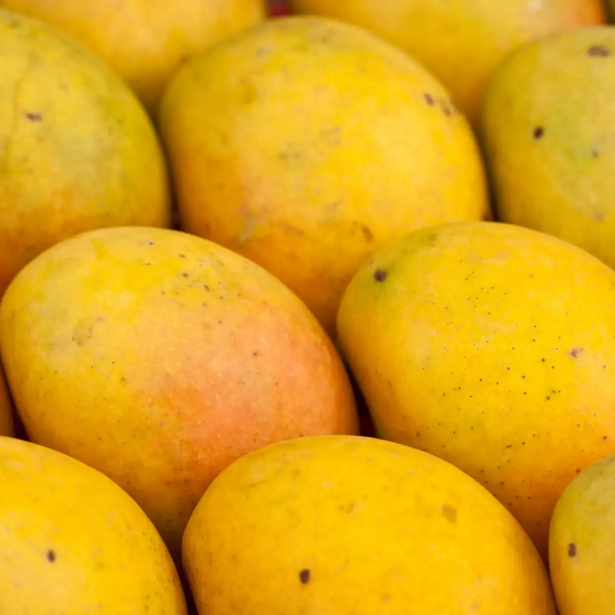 Hot Sale 2021 Big Sale 15 for Fresh Mango High Quality Vietnam Fresh Fruit Green Cat Yellow Tropical Box Sweet Crop Style Color