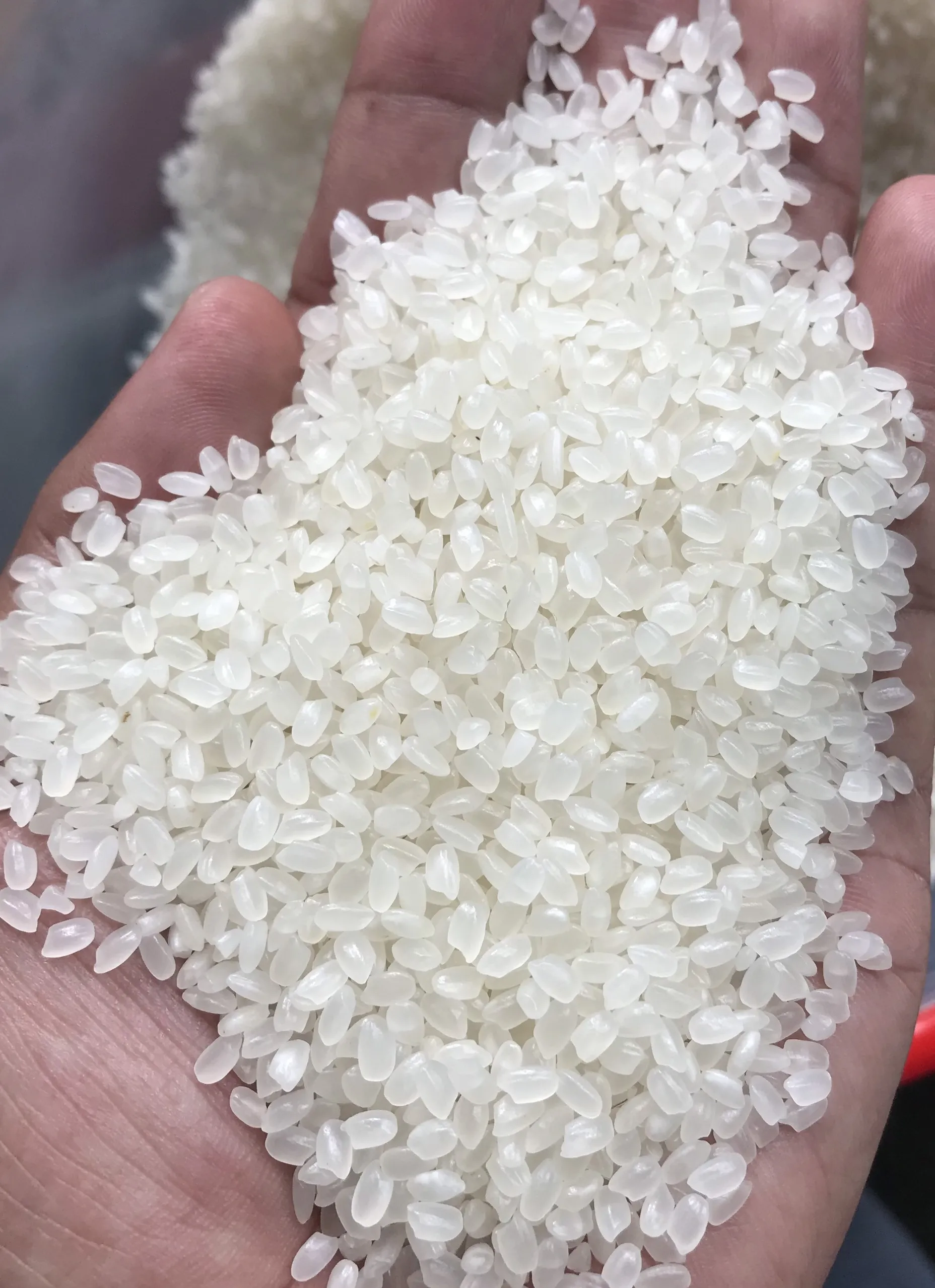 JAPONICA/SUSHI/CALROSE RICE/ROUND RICE 5% BROKEN Best Quality Fresh Specialty White Soft Short Grain Rice In Vietnam ANNA DO +84